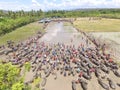 Barapan Kebo - traditional bull race in Sumbawa Royalty Free Stock Photo