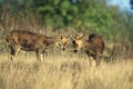 Barashingha Deer or Swamp Deer, cervus duvauceli, Males fighting