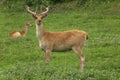 Barashingha Deer or Swamp Deer, cervus duvauceli, Pair Royalty Free Stock Photo