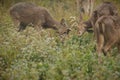 Barasinga deers fighting on the grassland of Kaziranga in Assam Royalty Free Stock Photo