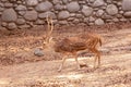 Barasingha also known as swamp deer walking in the nature habitat in chattbir zoo. Indian wildlife animal Royalty Free Stock Photo