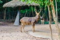 Barasingha (Cervus duvauceli), also called swamp deer, graceful