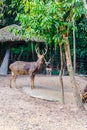 Barasingha (Cervus duvauceli), also called swamp deer, graceful