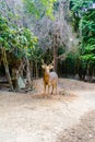 Barasingha (Cervus duvauceli), also called swamp deer, graceful