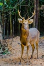 Barasingha (Cervus duvauceli), also called swamp deer, graceful