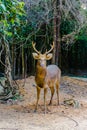Barasingha (Cervus duvauceli), also called swamp deer, graceful