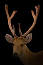 Barasingha deer in the dark Royalty Free Stock Photo