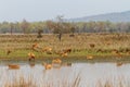 Barasingha deer group in India