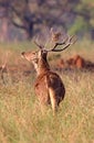 Barasingha deer in the nature habitat in India Royalty Free Stock Photo