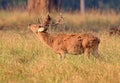 Barasingha deer in the nature habitat in India Royalty Free Stock Photo