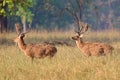 Barasingha deer in the nature habitat in India Royalty Free Stock Photo