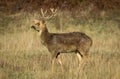 Barasingha Deer or Swamp Deer, cervus duvauceli, Male Royalty Free Stock Photo