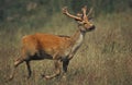 Barasingha Deer or Swamp Deer, cervus duvauceli, Male Royalty Free Stock Photo