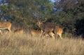 Barasingha Deer or Swamp Deer, cervus duvauceli, Male with Females