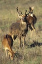 Barasingha Deer or Swamp Deer, cervus duvauceli, Male and Females