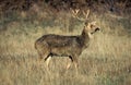 BARASINGHA DEER OR SWAMP DEER cervus duvauceli, MALE STANDING IN DRY GRASS