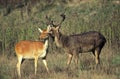 Barasingha Deer or Swamp Deer, cervus duvauceli, Pair Royalty Free Stock Photo