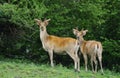 Barasingha Deer or Swamp Deer, cervus duvauceli, Stag Royalty Free Stock Photo