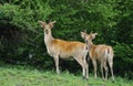 Barasingha Deer or Swamp Deer, cervus duvauceli, Stag