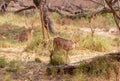 Barasingha deer or swamp deer walking in the nature habitat Royalty Free Stock Photo