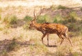 Barasingha deer or swamp deer walking in the nature habitat. Wildlife photography