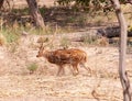 Barasingha deer walking in the nature habitat in opened forest. Beautiful swamp deer walking in the forest Royalty Free Stock Photo