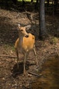 Barasingha female deer doe or swamp deer from India
