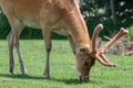 Barasingha rucervus duvaucelii deer Royalty Free Stock Photo