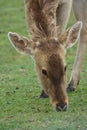 Barasingha - Rucervus duvaucelii Royalty Free Stock Photo