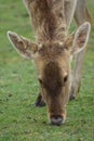 Barasingha - Rucervus duvaucelii Royalty Free Stock Photo