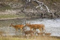 Barasingha or Rucervus duvaucelii or Swamp deer herd or family of elusive and vulnerable animal walking near water body at Royalty Free Stock Photo