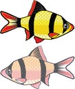 Barb Aquarium fish