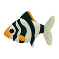 Barb aquarium fish and sea water illustration vector. Aquatic ocean animal underwater and tropical marine cartoon pet icon.