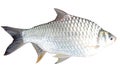 The Barb of Cyprinidae fish.