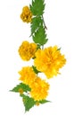 Barb of Kerria japonica flowering Royalty Free Stock Photo