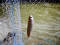 barb like small forage xylo mola fish caught in gill fishing net by fishermen Royalty Free Stock Photo