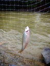 barb like small forage xylo mola fish caught in gill fishing net by fishermen Royalty Free Stock Photo