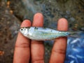 barb like small forage xylo mola fish in hand after caught in gill fishing net by fishermen & x28;1 Royalty Free Stock Photo