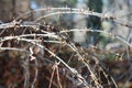 Barb wire Royalty Free Stock Photo