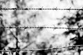 Barb wire close up Royalty Free Stock Photo