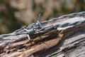 Barb wire on a fence Royalty Free Stock Photo