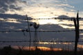 Barb Wire Knot Royalty Free Stock Photo