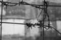 Barbed wire node on a grey background. Royalty Free Stock Photo