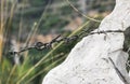 Barb wire wrapped around a rock