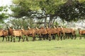 Barbados Black Belly Sheep