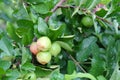 Barbados cherry, fresh Barbados cherry with raindrop