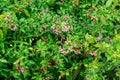 Barbados cherry a.k.a. wild crapemyrtle a.k.a. acerola Malpighia glabra with pink flowers and red berries - Davie, Florida, USA