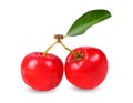 Barbados cherry, Malpighia emarginata, Family Malpighiaceae on white Royalty Free Stock Photo