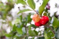 Barbados cherry Malpighia glabra L. Royalty Free Stock Photo