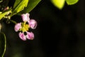 Barbados cherry, Malpighia glabra Linn flowers Royalty Free Stock Photo